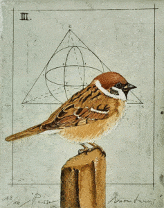 Wolfgang Zelmer Passer Montanus, 2007 Farbradierung handsigniert und nummeriert Blattmaße 44 x 38 cm